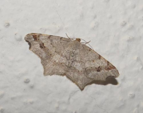 Macaria alternata